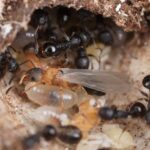 キノムラヤドリムネボソアリって危険？女王しかいない不思議なアリの正体と毒・病気の心配をわかりやすく解説！