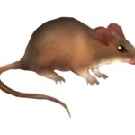 ハンタウイルス感染症は日本でも流行する？症状や感染経路、家庭でできる対策を徹底解説！